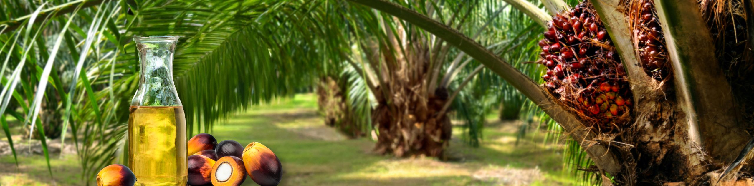 Palm Oil & Veg Oil Banner 1